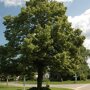 Tilia cordata 'Rancho'